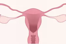 Female reprodusction organs