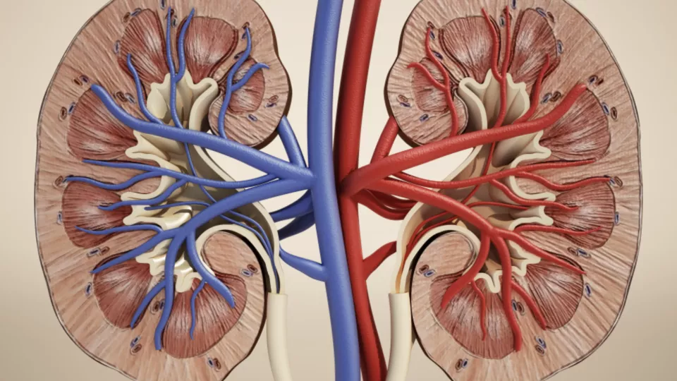 Kidneys as medical image